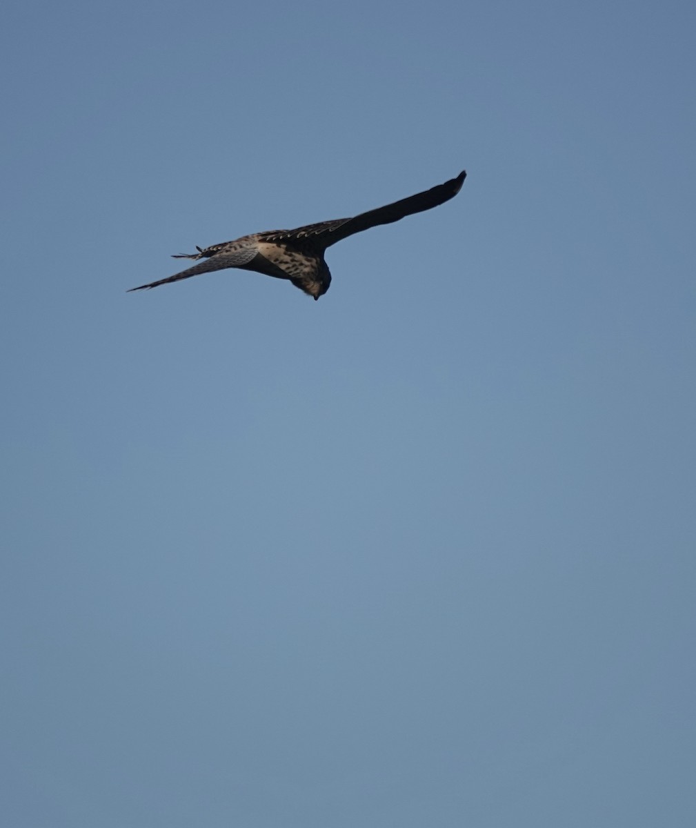 Turmfalke - ML644619506