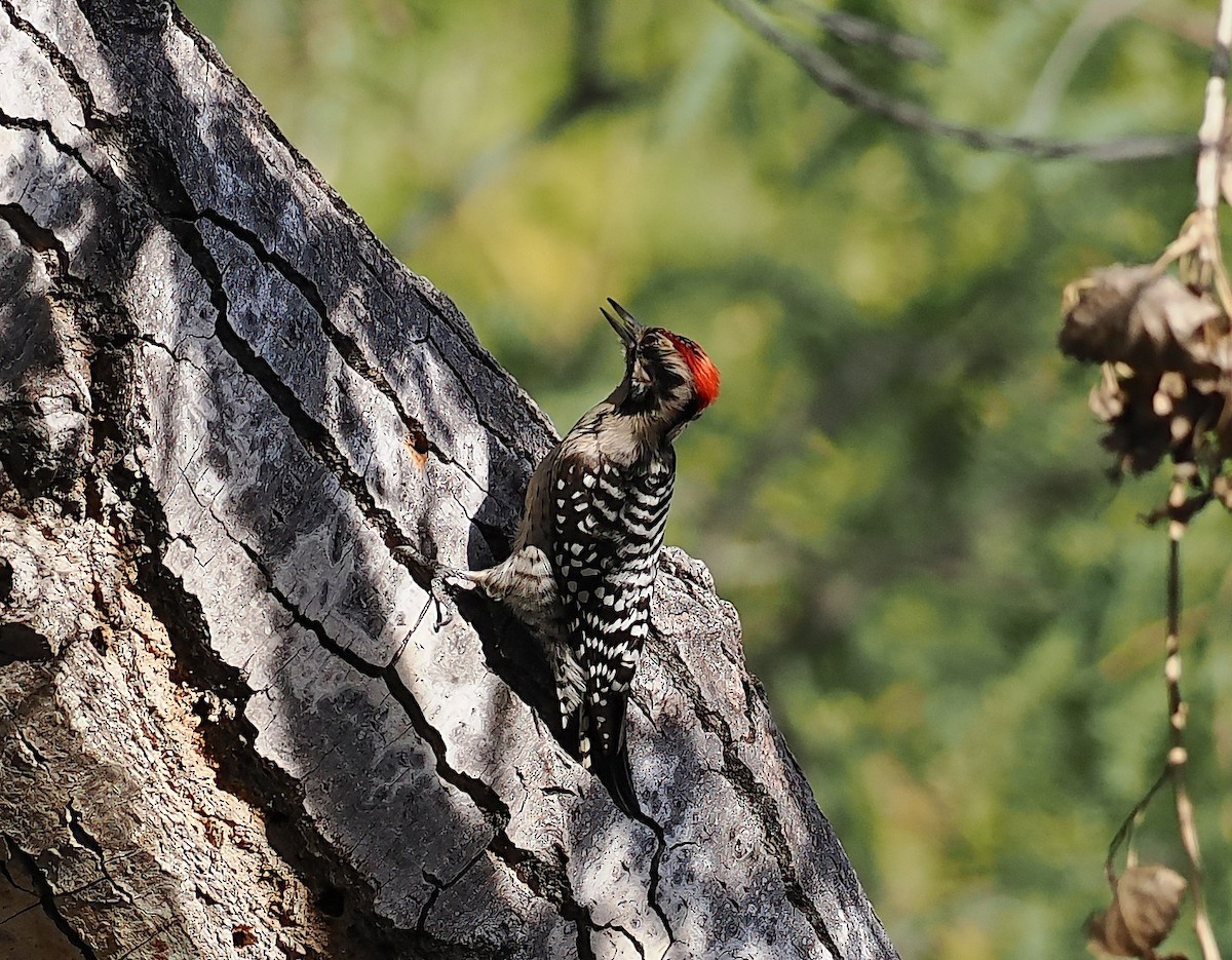 Meksika Alaca Ağaçkakanı - ML644619507