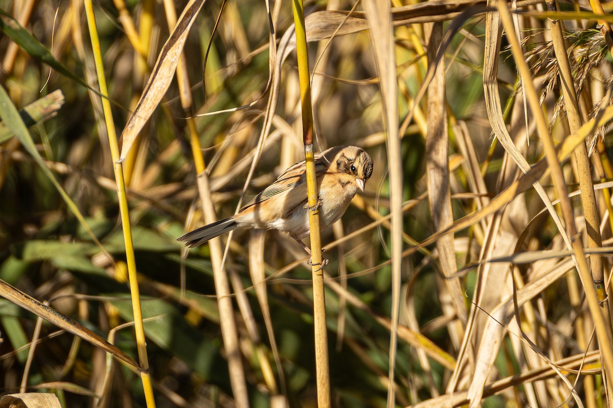 Ochre-rumped Bunting - ML644619518