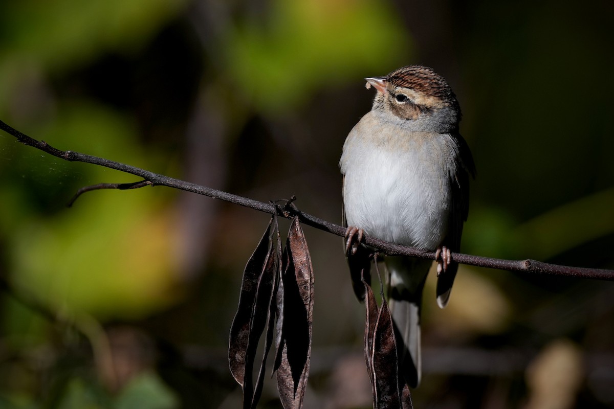 Cırcır Sesli Serçe - ML644619522