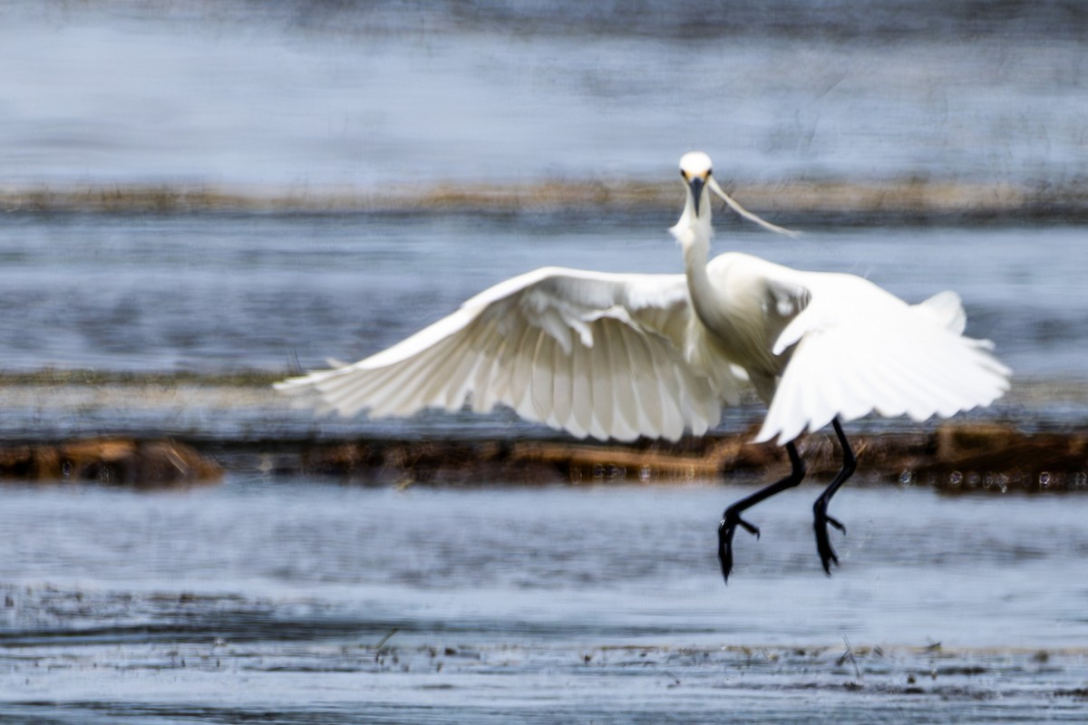 Little Egret - ML644619542