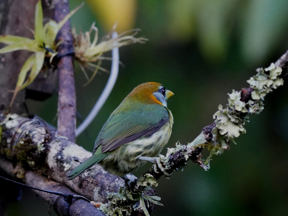 Red-headed Barbet - ML644619550