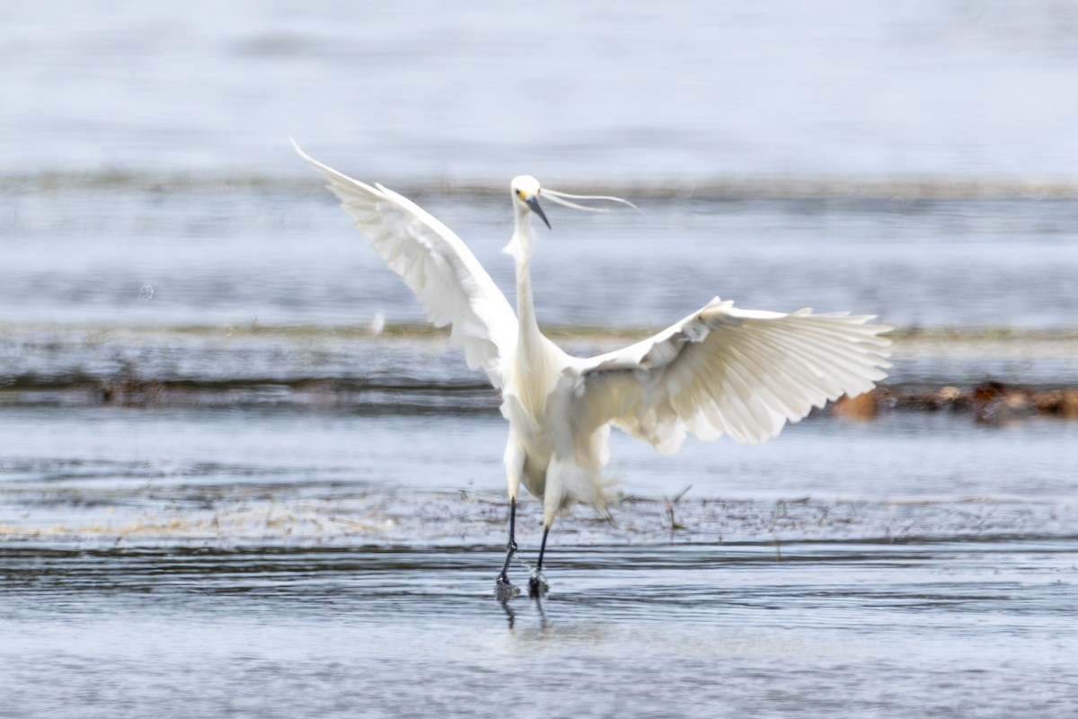 Little Egret - ML644619551