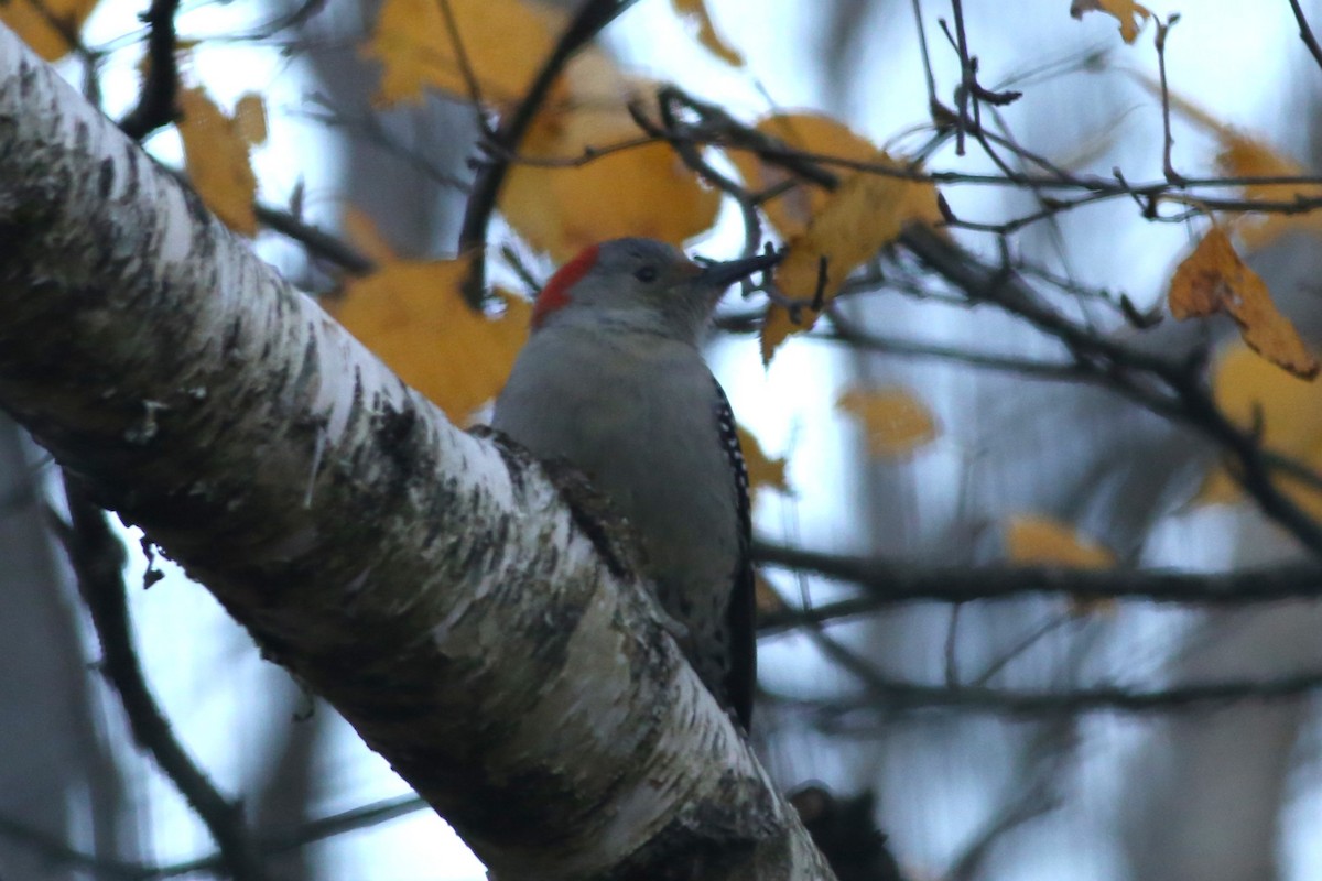 Red-bellied Woodpecker - ML644619563