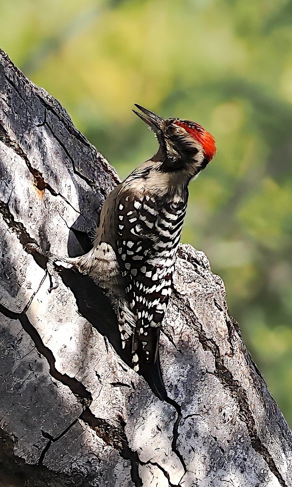 Meksika Alaca Ağaçkakanı - ML644619566