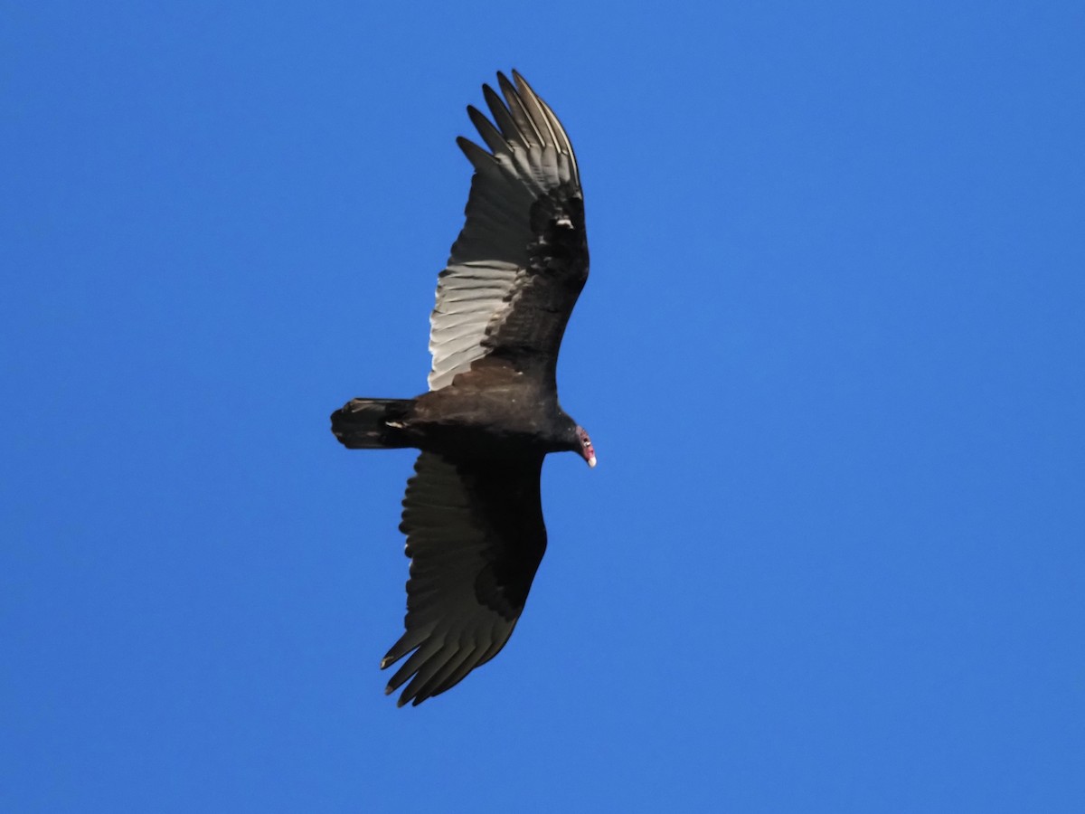 Turkey Vulture - ML644619567