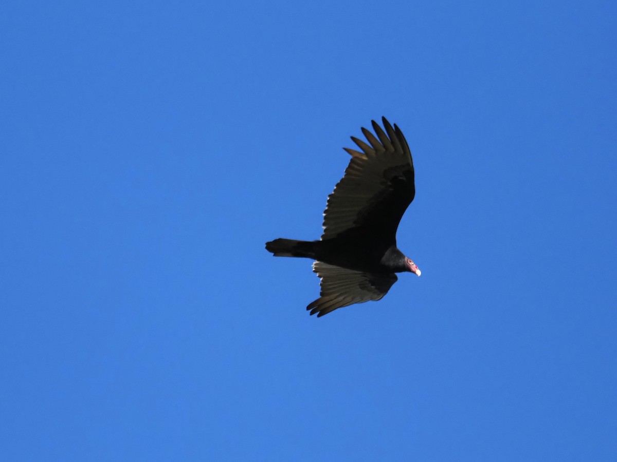 Turkey Vulture - ML644619568