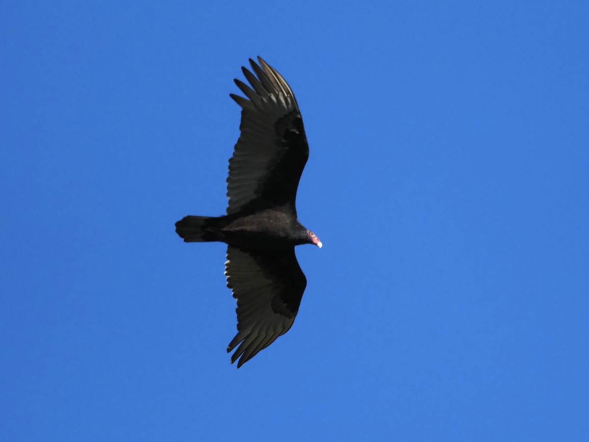 Turkey Vulture - ML644619569