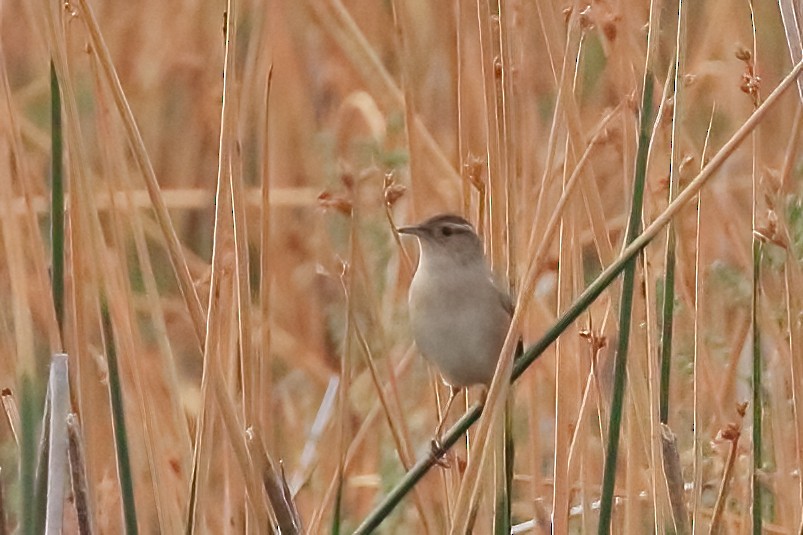 Bewick Çıtkuşu - ML644619574