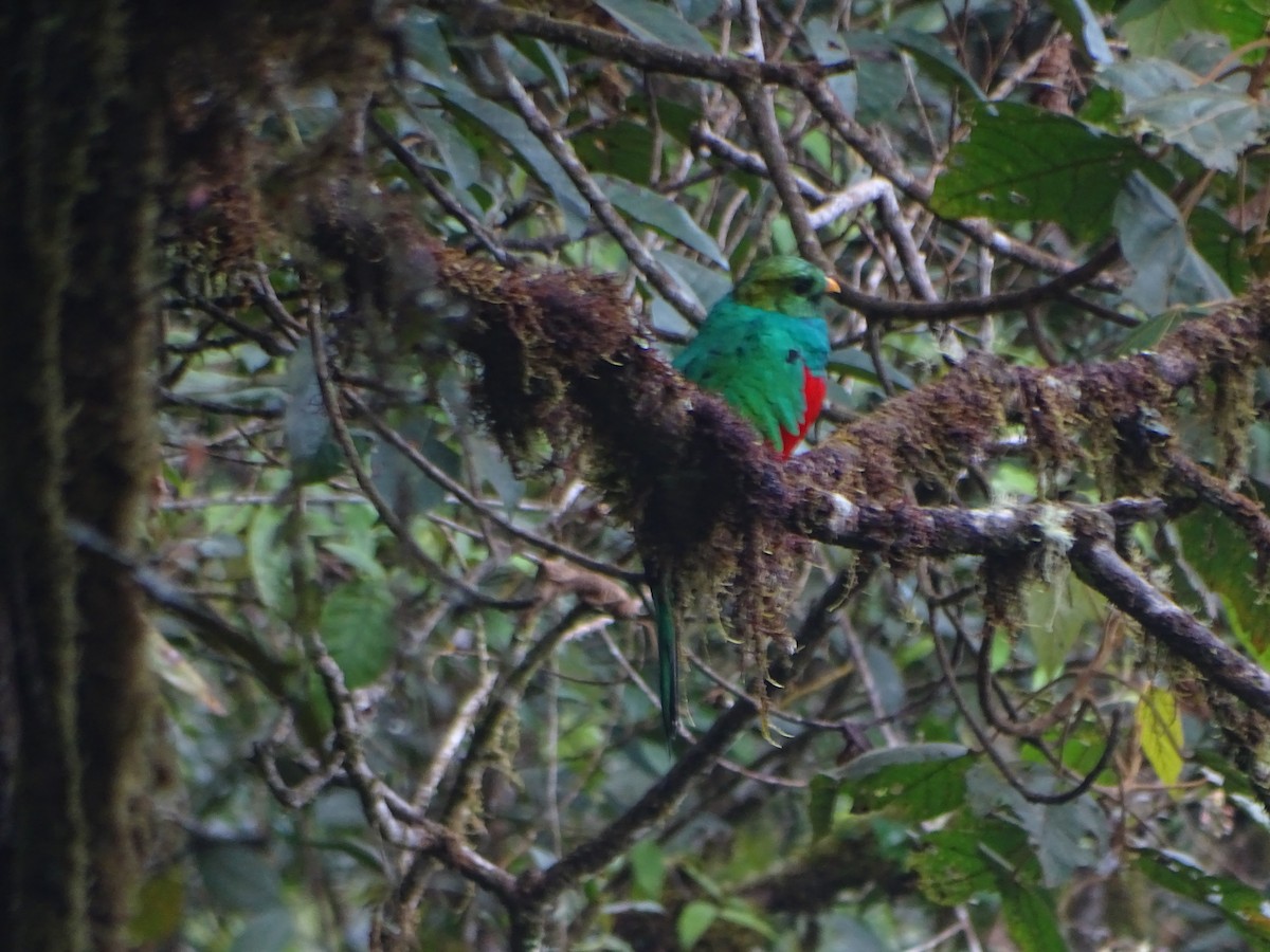 Goldkopftrogon - ML644619575