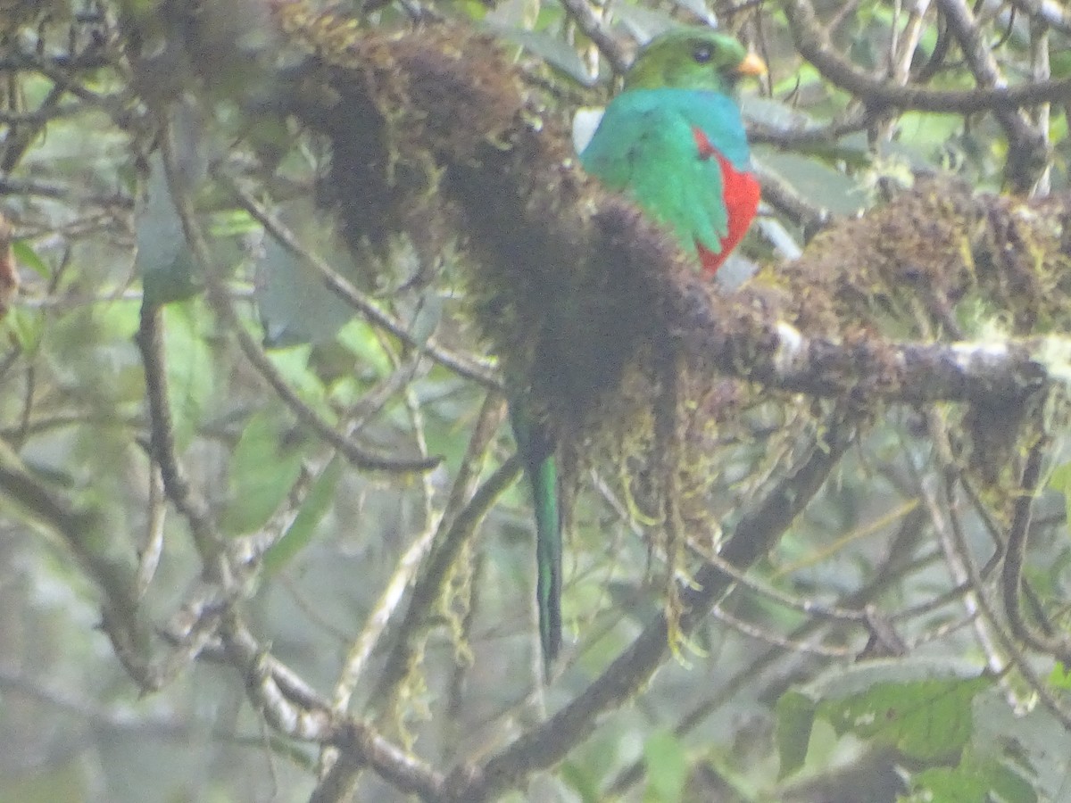 Goldkopftrogon - ML644619576