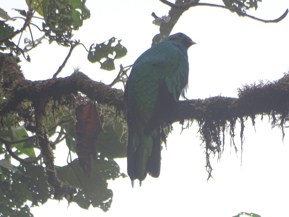 Goldkopftrogon - ML644619577