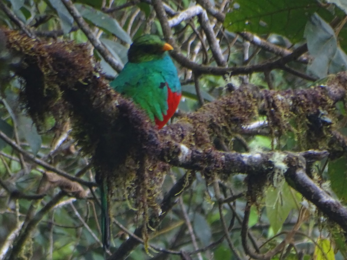 Goldkopftrogon - ML644619578