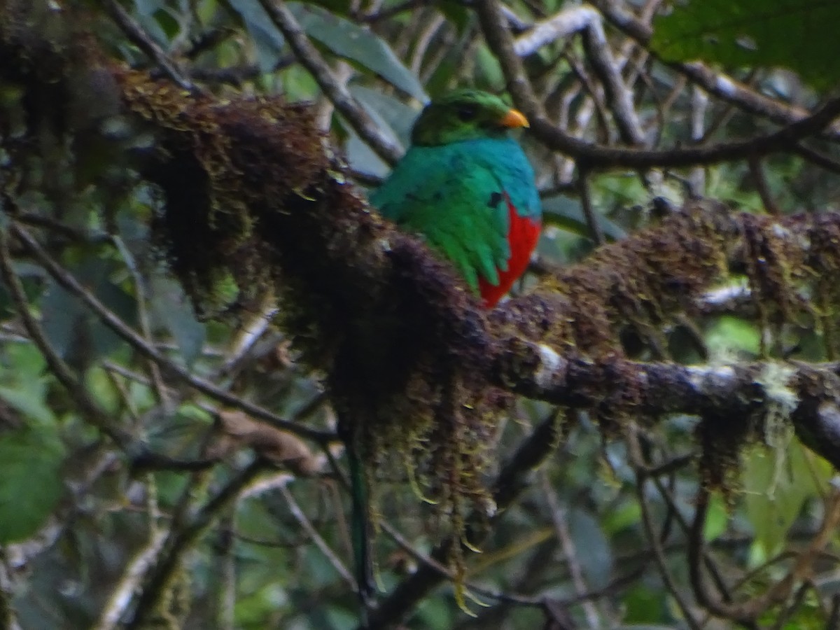 Goldkopftrogon - ML644619579