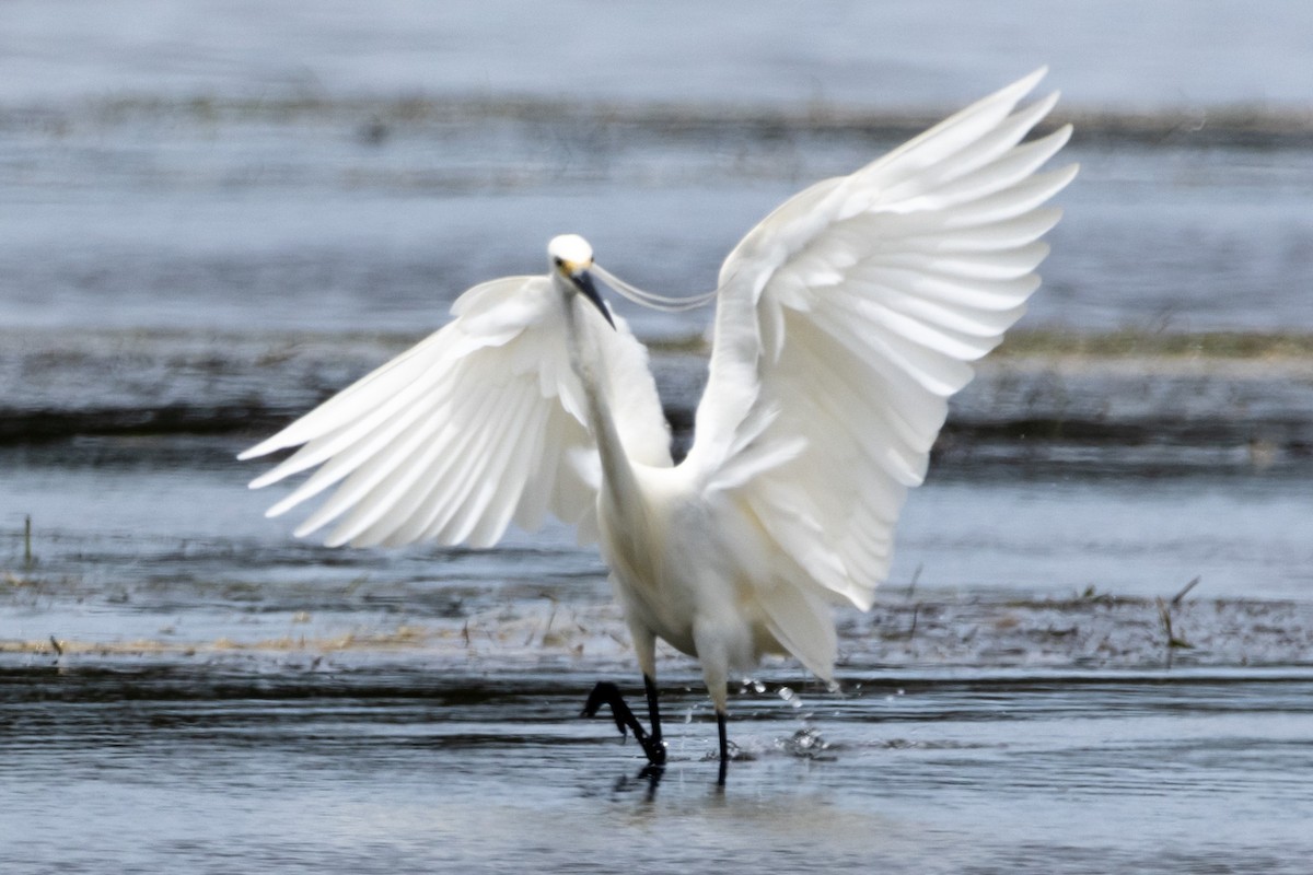 Little Egret - ML644619580