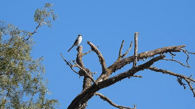 アメリカオオモズ - ML644619582