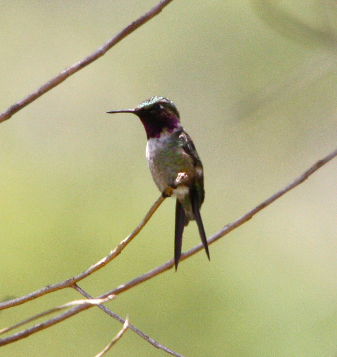 Колібрі-аметист білочеревий - ML644619583