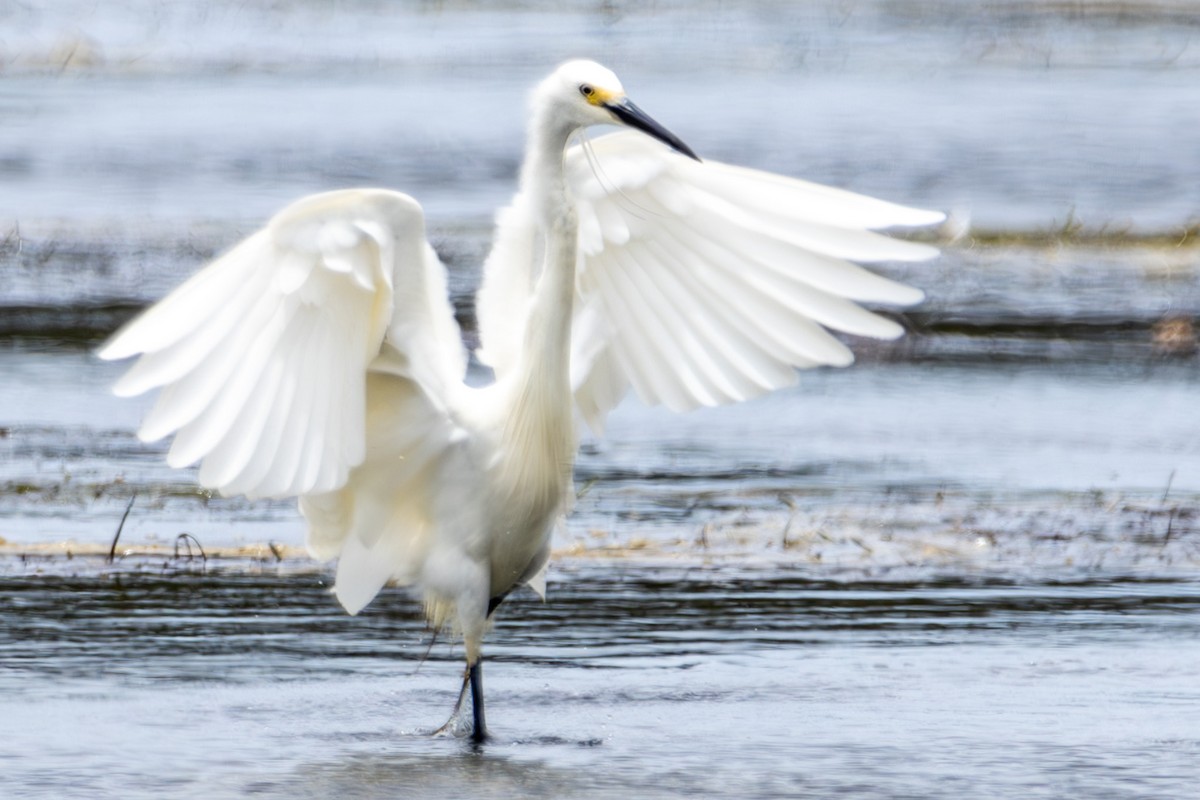 Little Egret - ML644619584