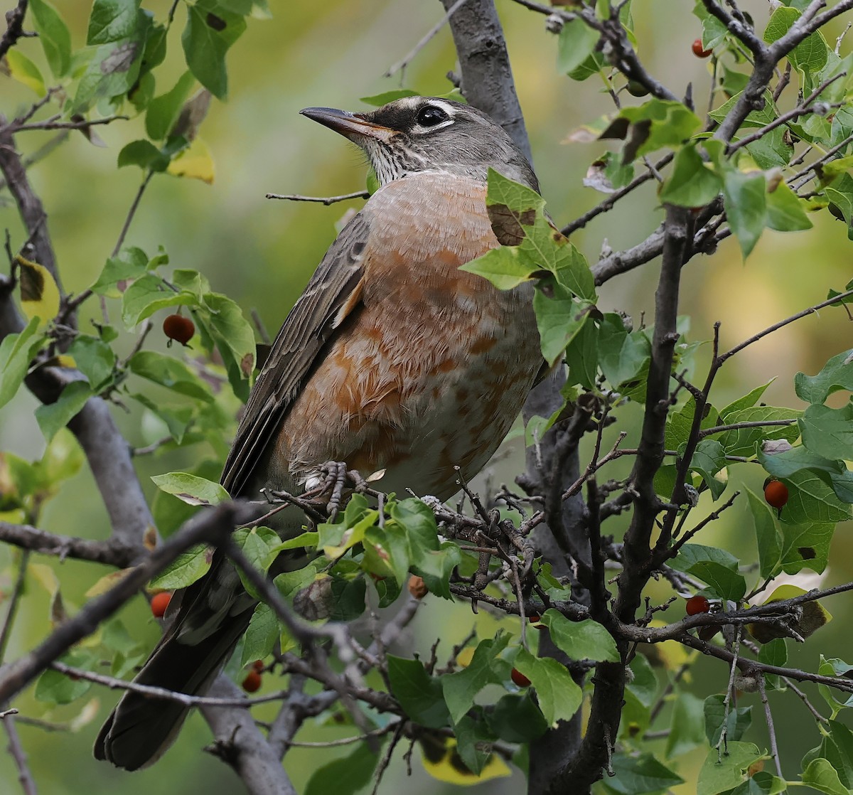 Göçmen Ardıç - ML644619586