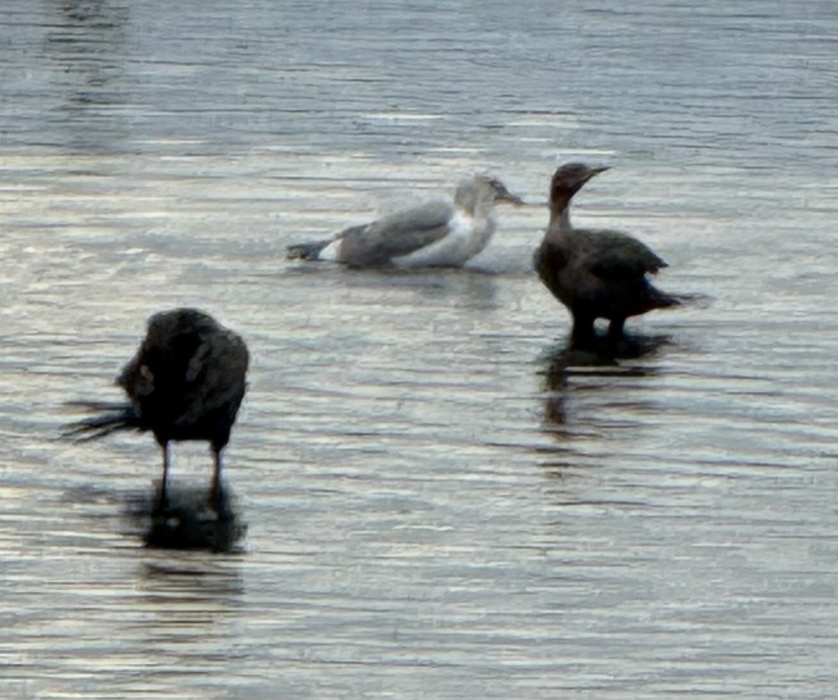 שחף בלתי-מזוהה - ML644619587
