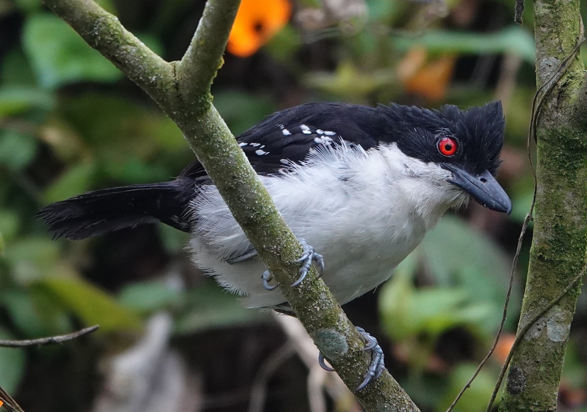 Great Antshrike - ML644619592