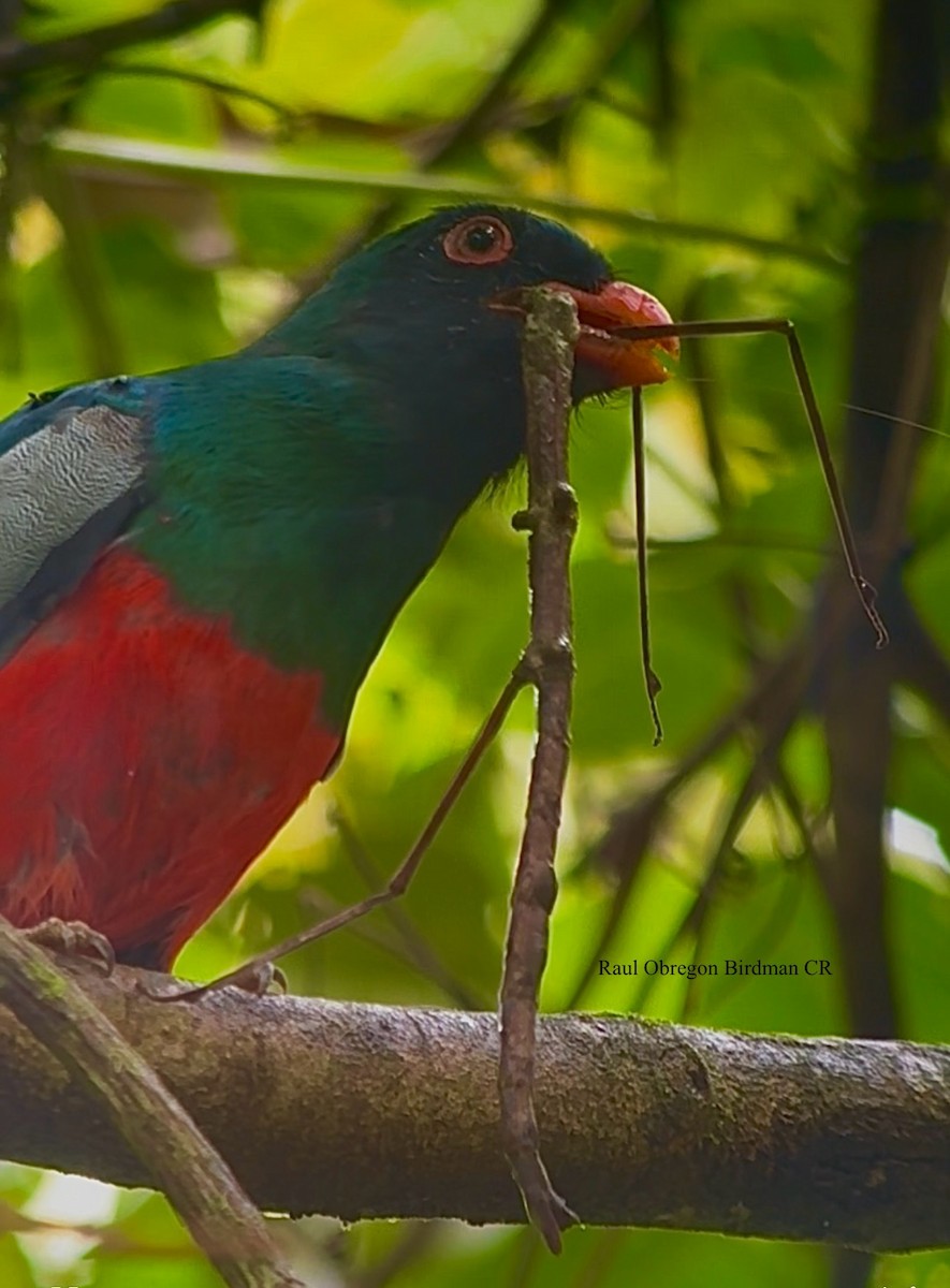 Schieferschwanztrogon - ML644619593