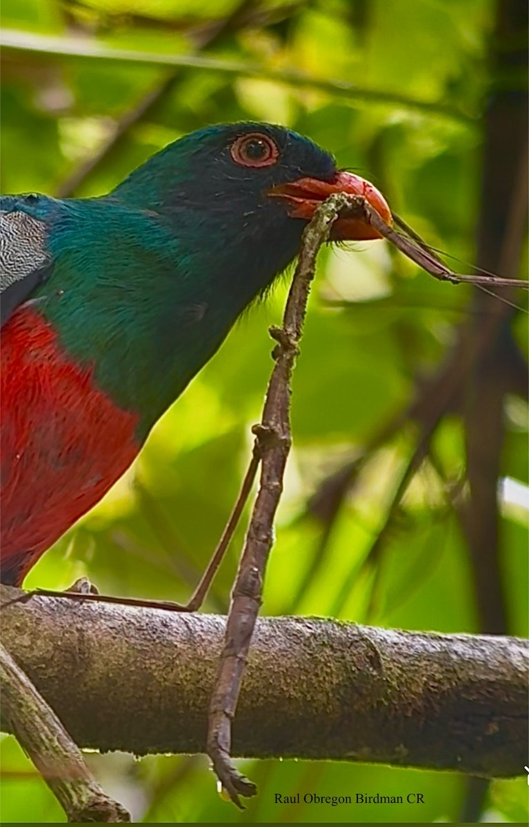 Schieferschwanztrogon - ML644619594