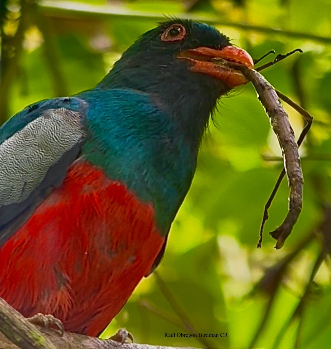 Schieferschwanztrogon - ML644619595