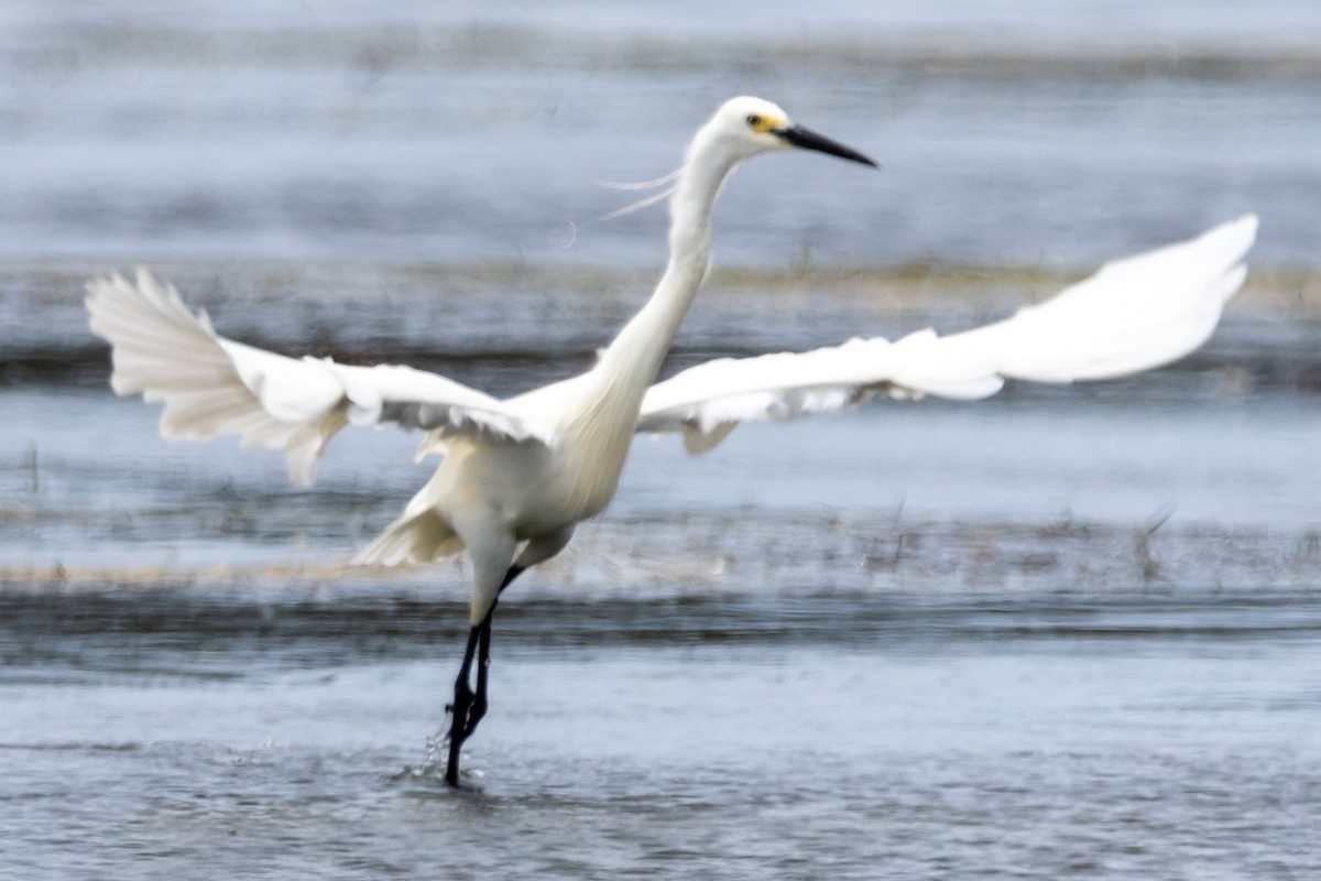 Little Egret - ML644619603