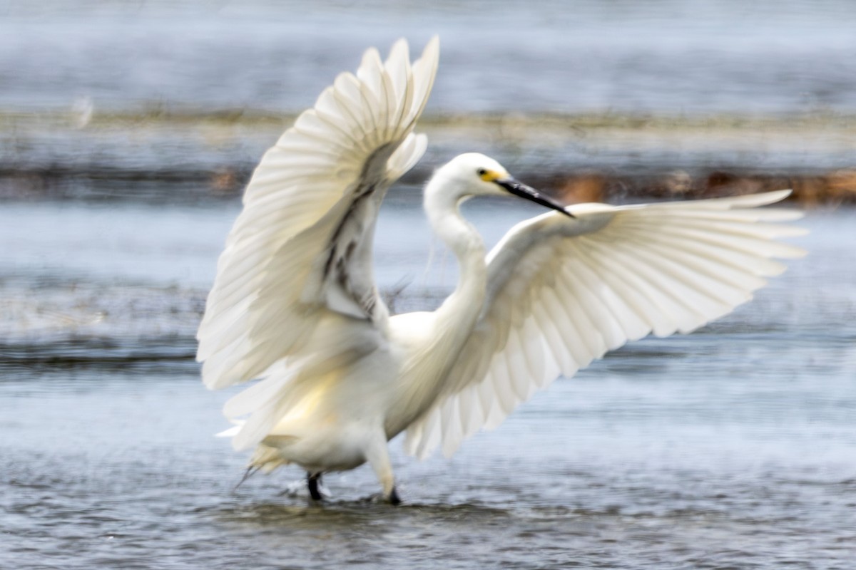 Little Egret - ML644619604
