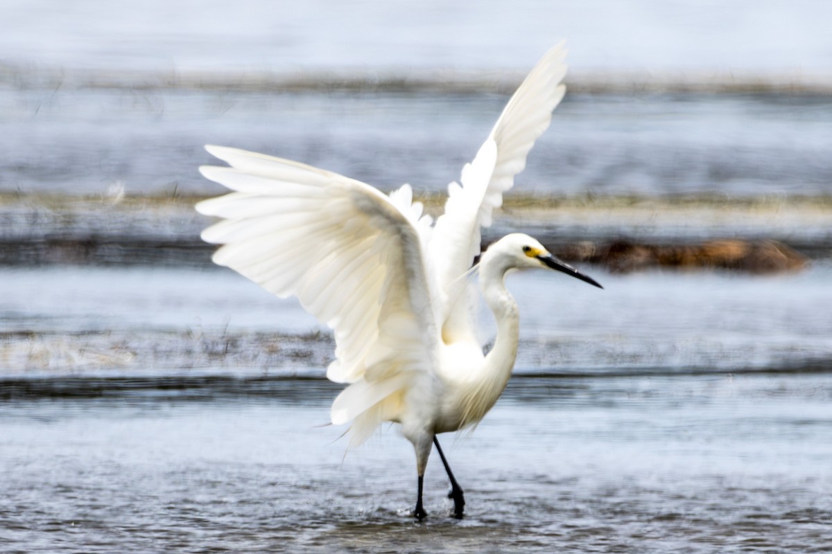 Little Egret - ML644619605