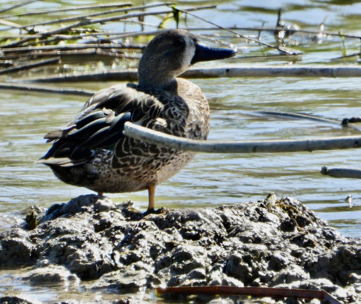 Blauflügelente - ML644619608