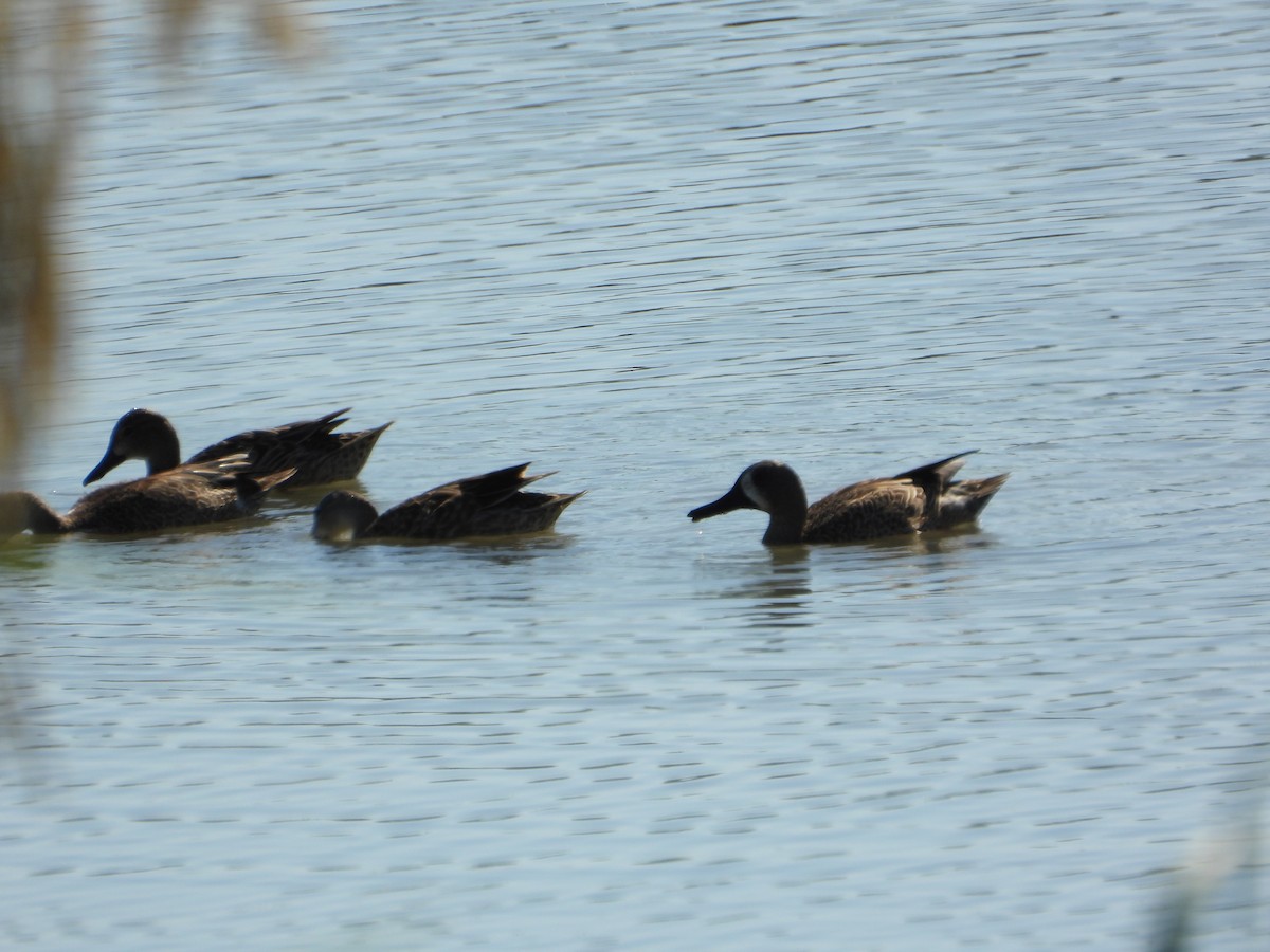 Blauflügelente - ML644619609
