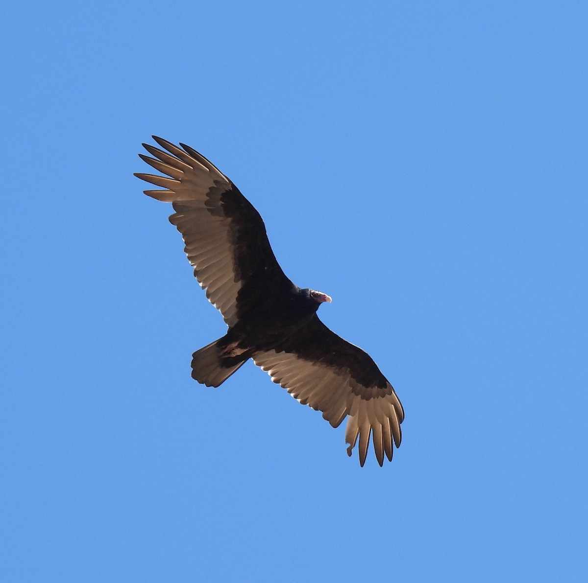 Turkey Vulture - ML644619614