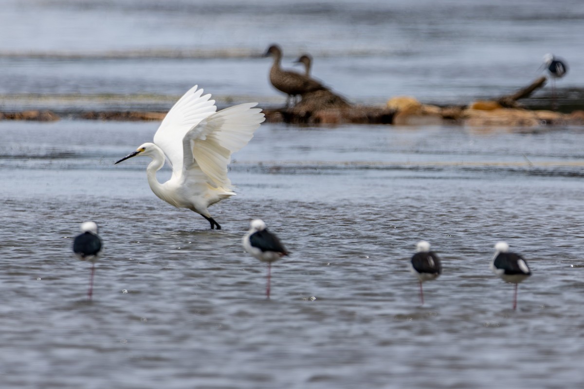 Little Egret - ML644619615