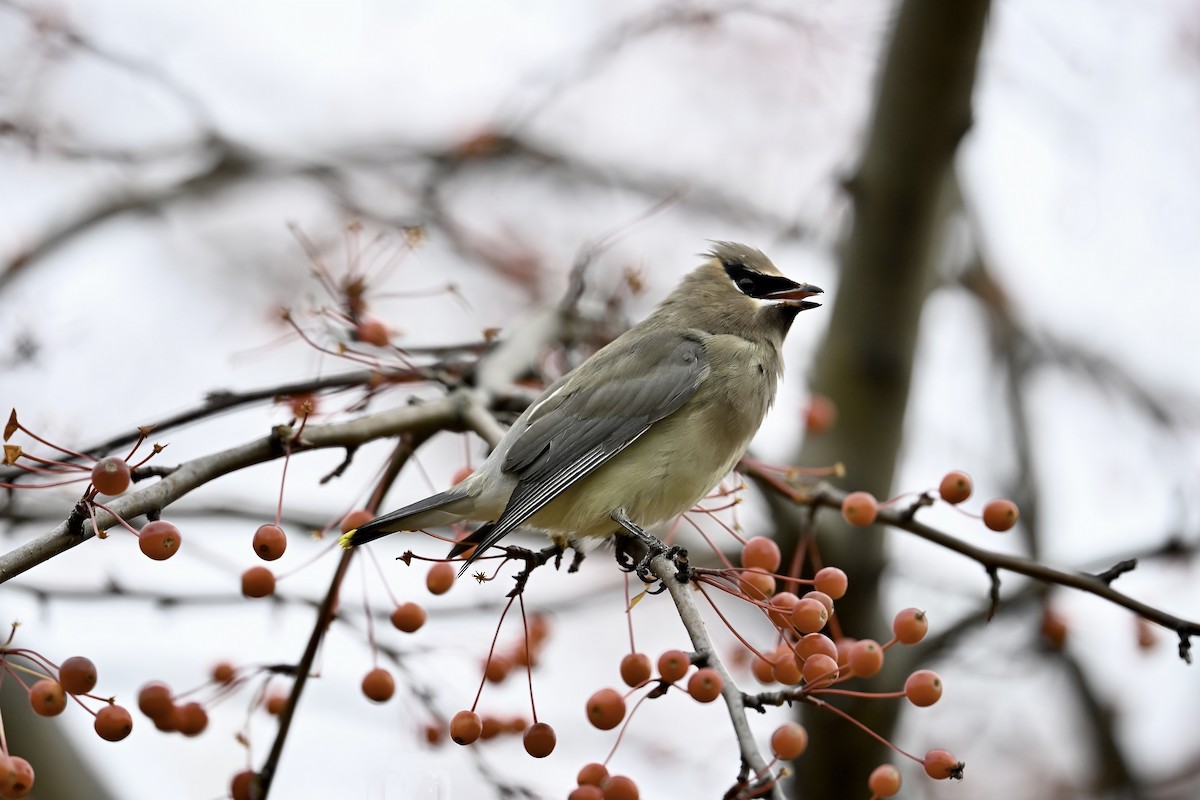 Sedir İpekkuyruğu - ML644619618