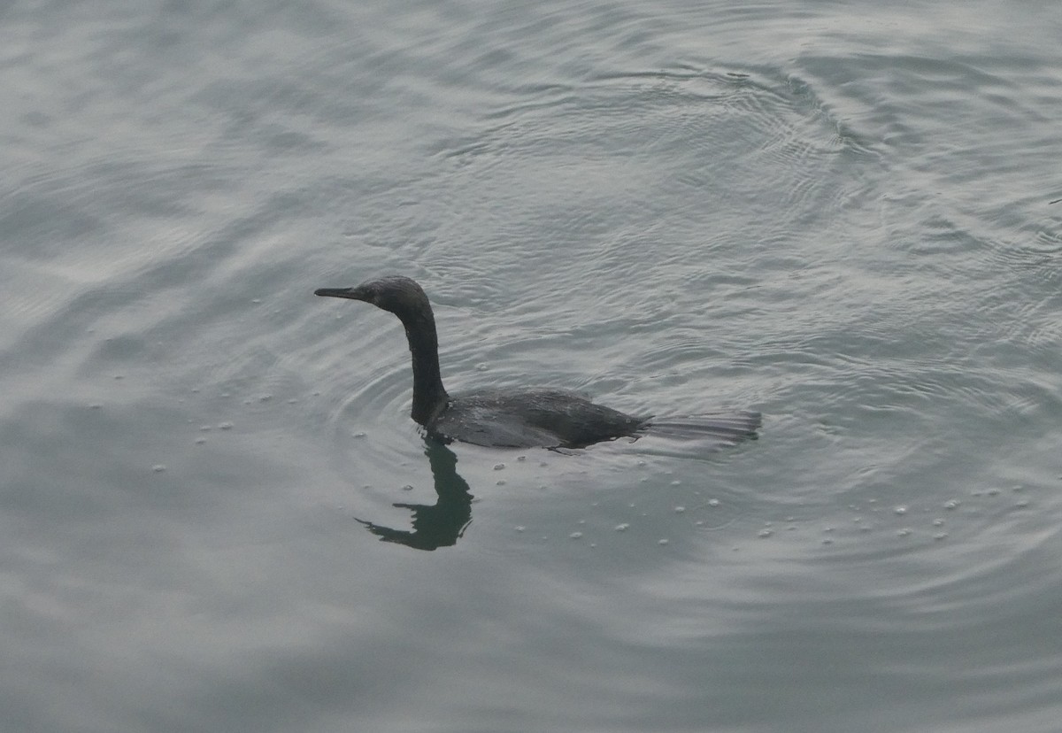 Pelagic Cormorant - ML644619622