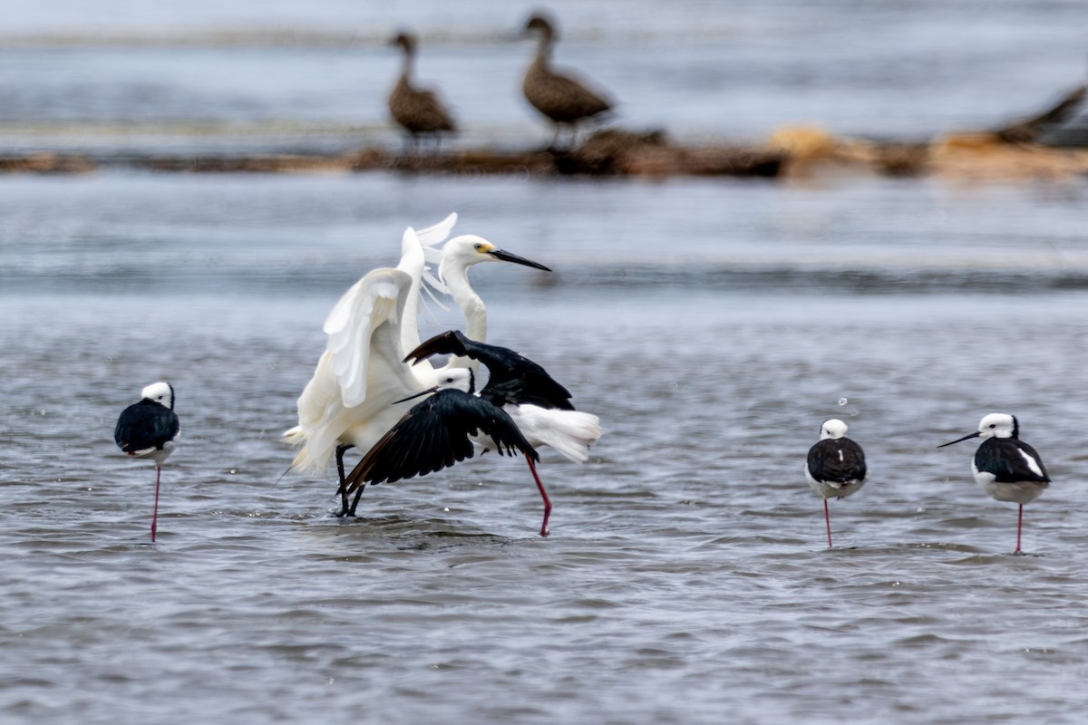 Pied Stilt - ML644619623