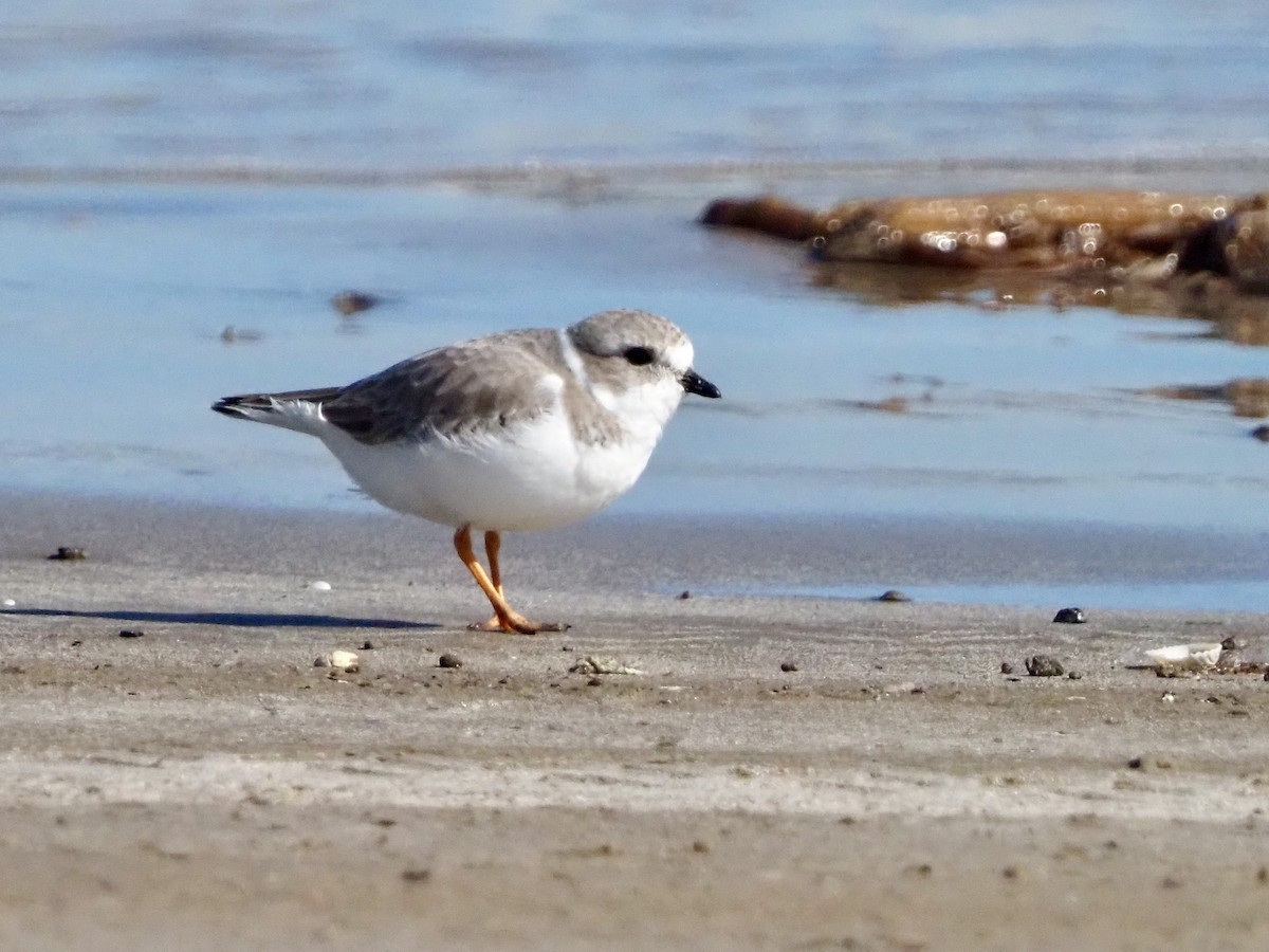 Islıkçı Cılıbıt - ML644619629