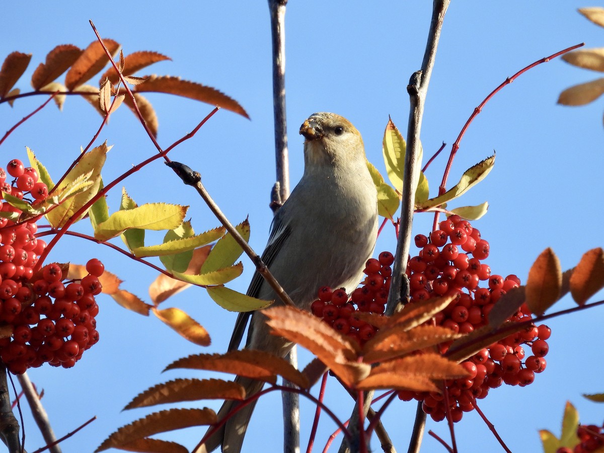 konglebit - ML644619633