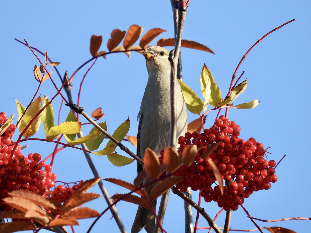 konglebit - ML644619635