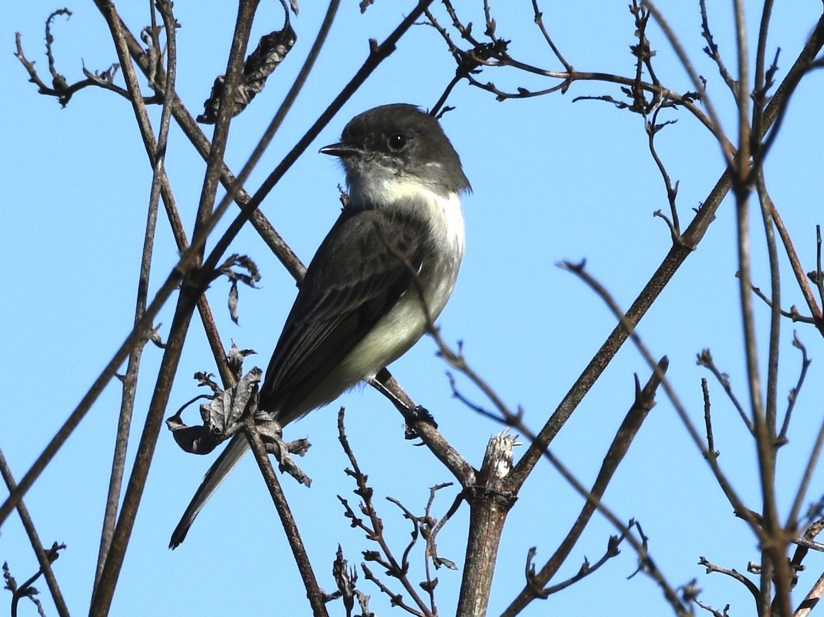 Mosquero Fibí - ML644619638