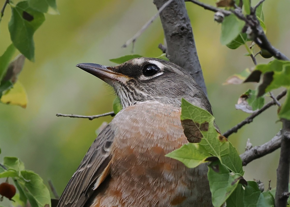 Göçmen Ardıç - ML644619644