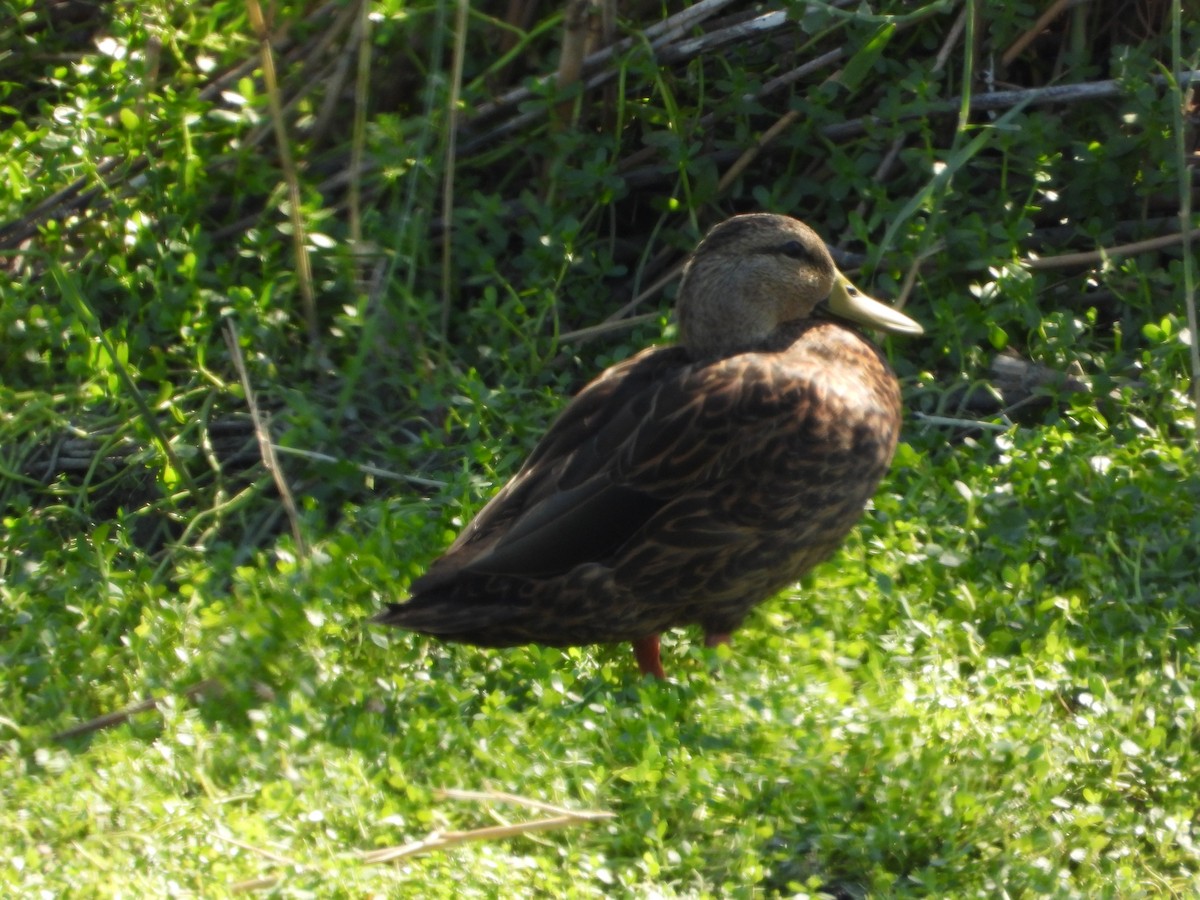 kachna pobřežní - ML644619656