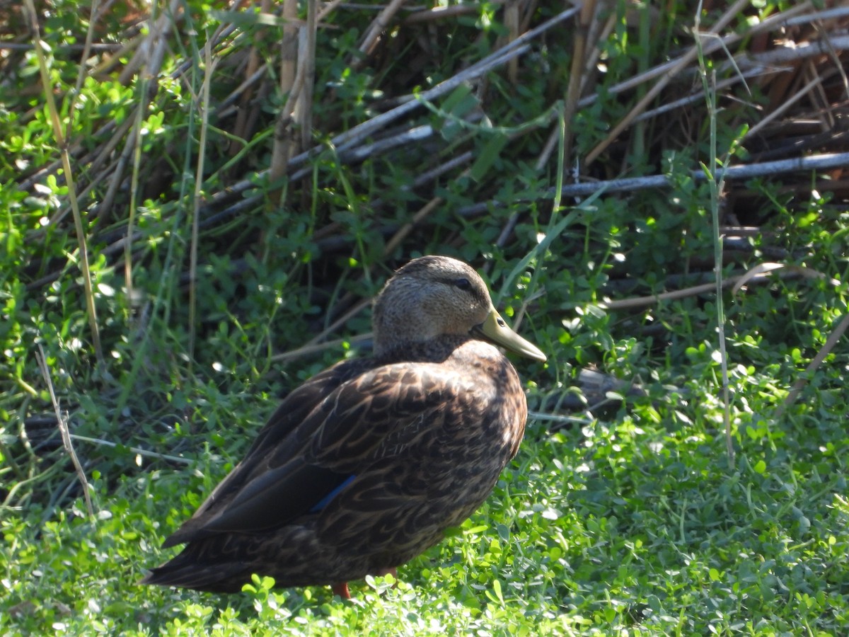kachna pobřežní - ML644619657