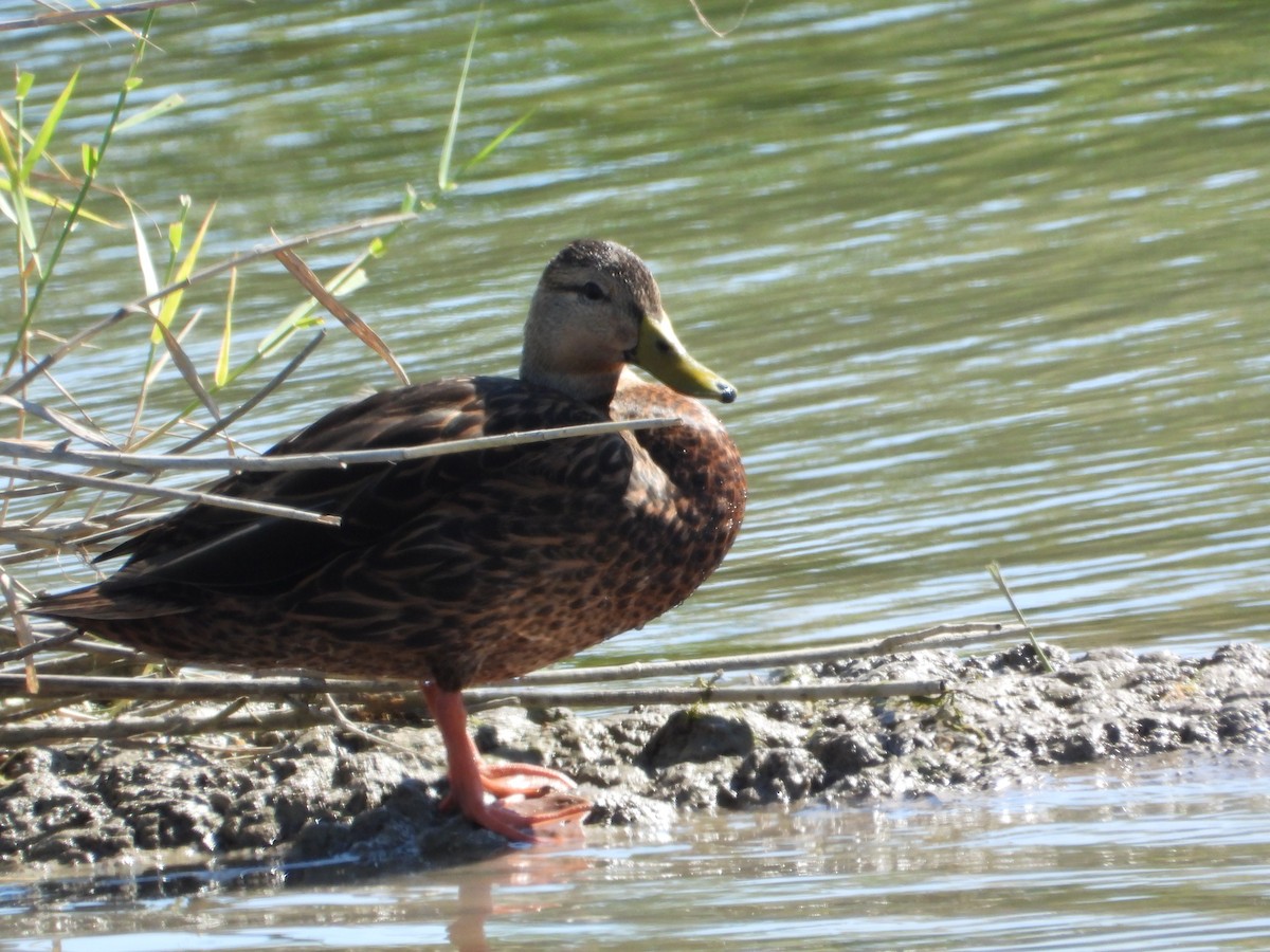 kachna pobřežní - ML644619658