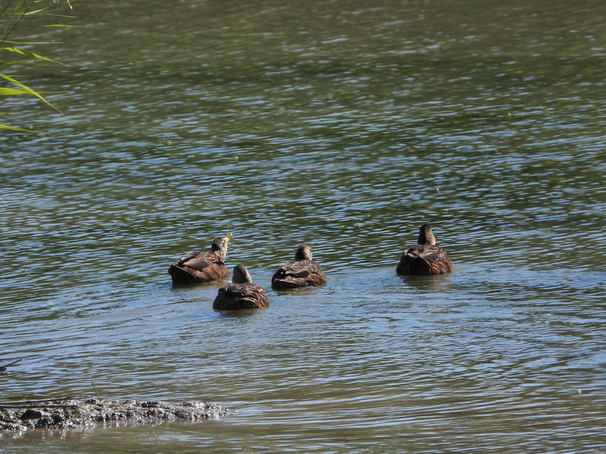 kachna pobřežní - ML644619660