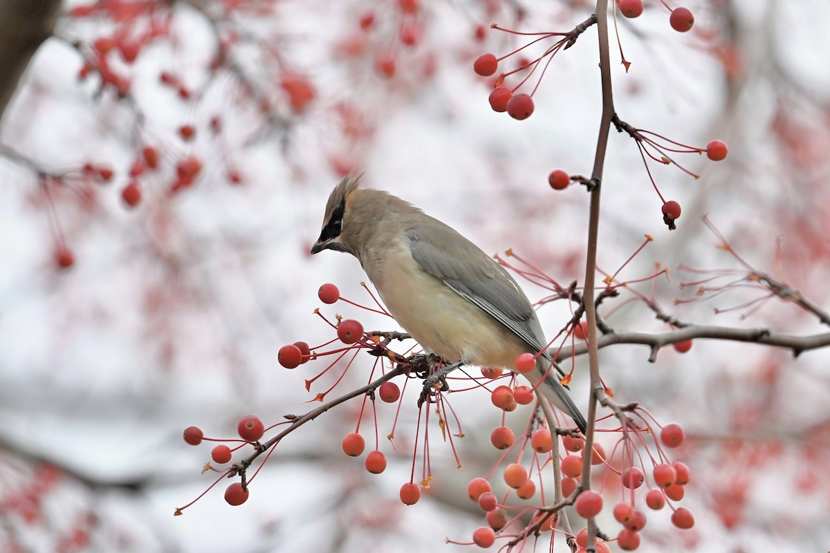 Sedir İpekkuyruğu - ML644619662