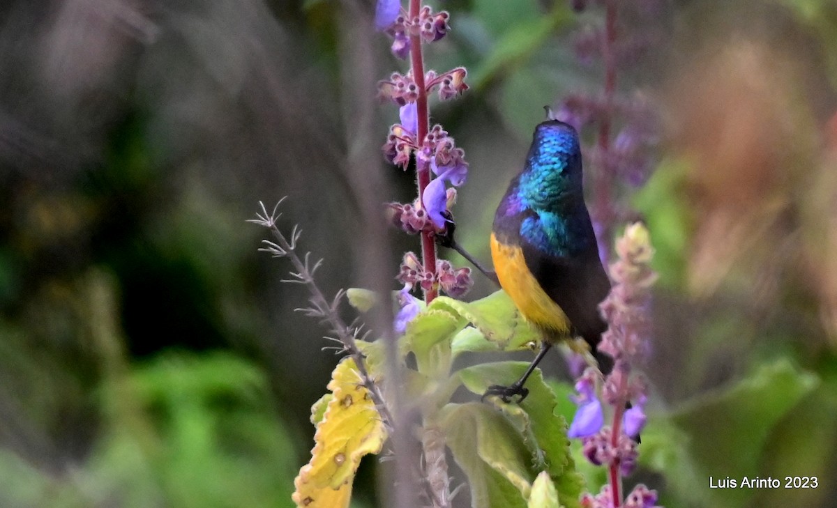 Variable Sunbird (Yellow-bellied) - ML644619664