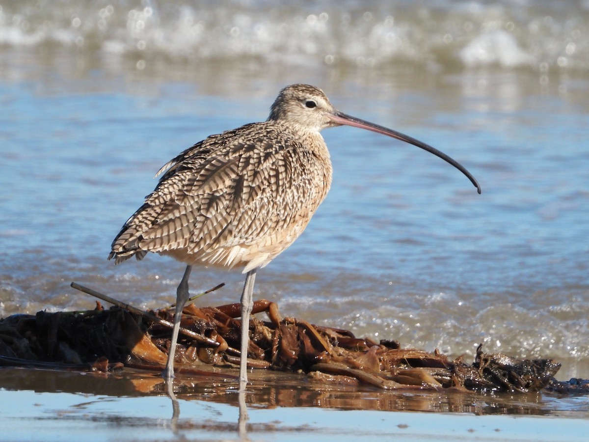 Кульон американський - ML644619668